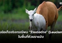 ไขข้อเท็จจริงกรณีพบ “วัวแดงด่าง” (Leucism) ในพื้นที่ห้วยขาแข้ง